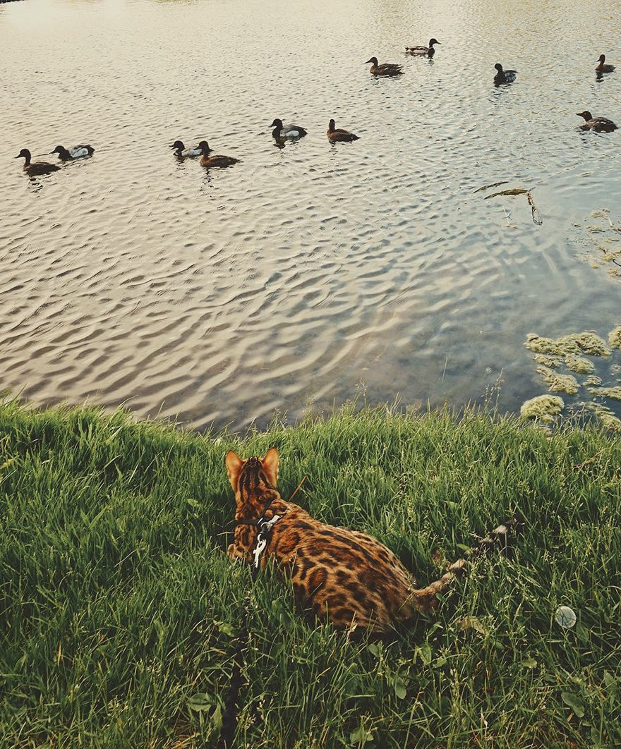 Thích thú ngắm bộ ảnh cô mèo Suki sang chảnh, kiêu kỳ đi khắp thế gian