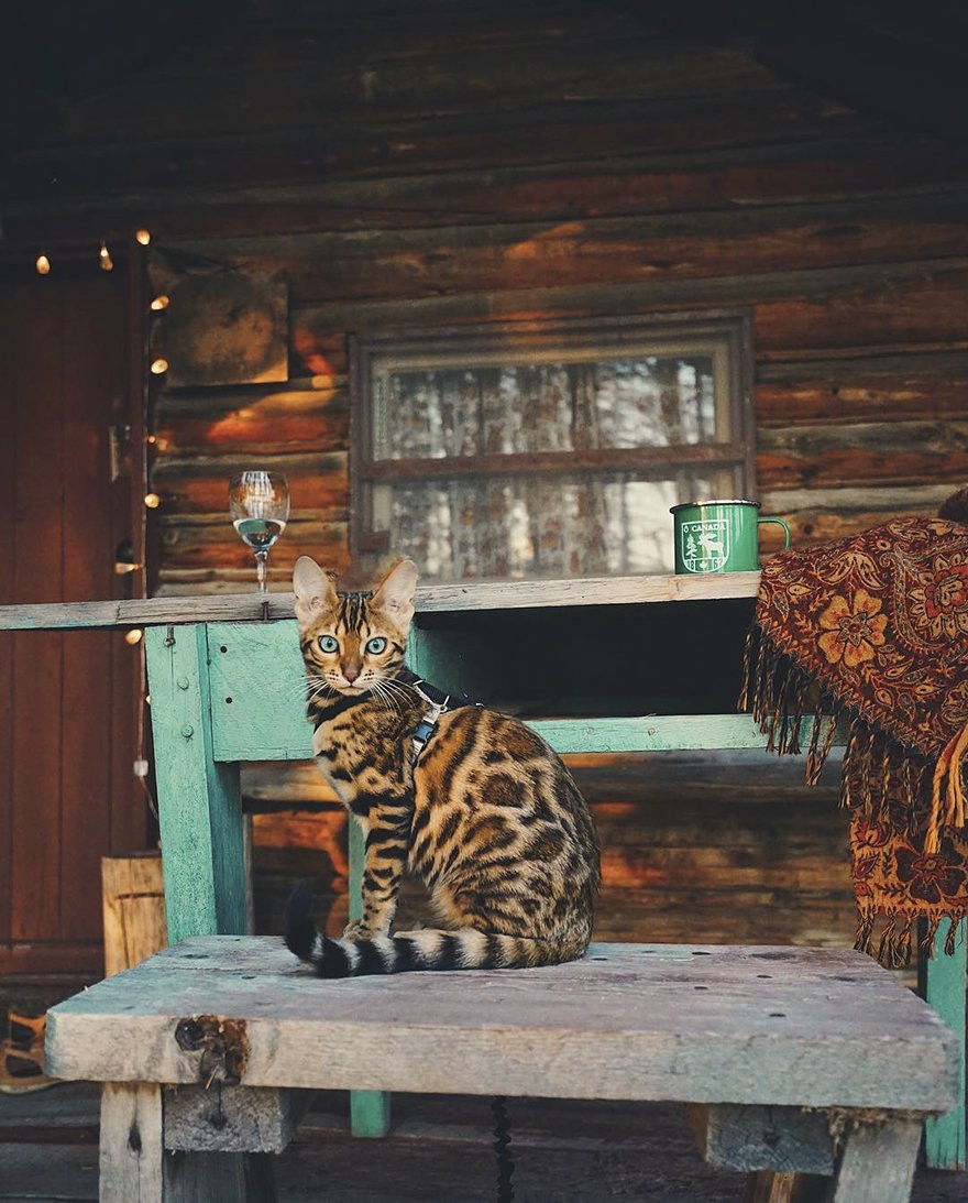 Thích thú ngắm bộ ảnh cô mèo Suki sang chảnh, kiêu kỳ đi khắp thế gian