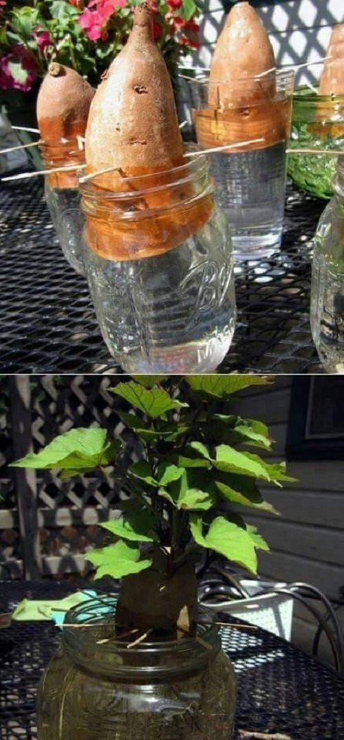 Tận dụng chai lọ bỏ đi trồng cả vườn rau xanh mướt quanh nhà