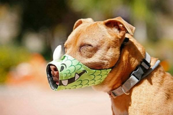 Chết cười với loạt mẫu thiết kế hài hước để 'rọ mõm' cho chó cưng