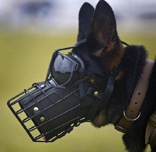 Chết cười với loạt mẫu thiết kế hài hước để 'rọ mõm' cho chó cưng