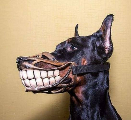 Chết cười với loạt mẫu thiết kế hài hước để 'rọ mõm' cho chó cưng