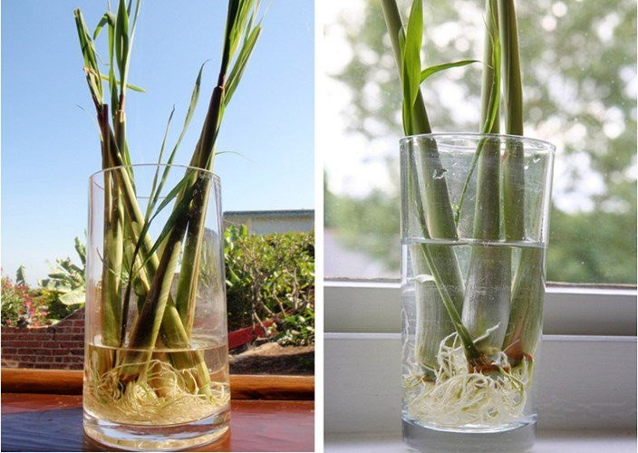 Mẹo hay khiến lũ côn trùng bẩn thỉu sẽ biến mất khỏi nhà bạn trong nháy mắt