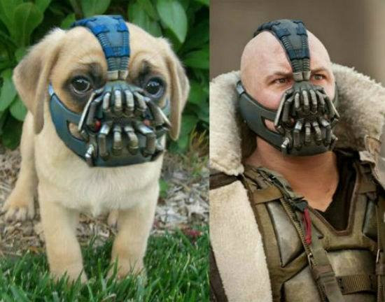 Chết cười với loạt mẫu thiết kế hài hước để 'rọ mõm' cho chó cưng