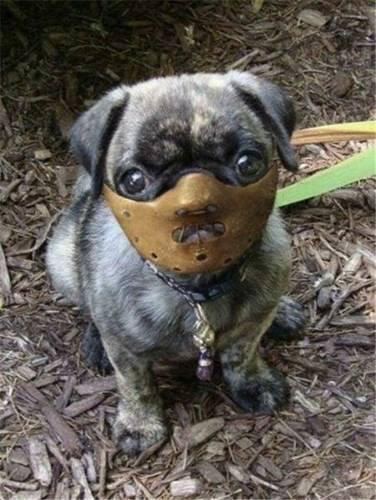 Chết cười với loạt mẫu thiết kế hài hước để 'rọ mõm' cho chó cưng