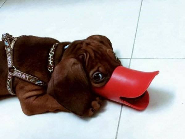 Chết cười với loạt mẫu thiết kế hài hước để 'rọ mõm' cho chó cưng