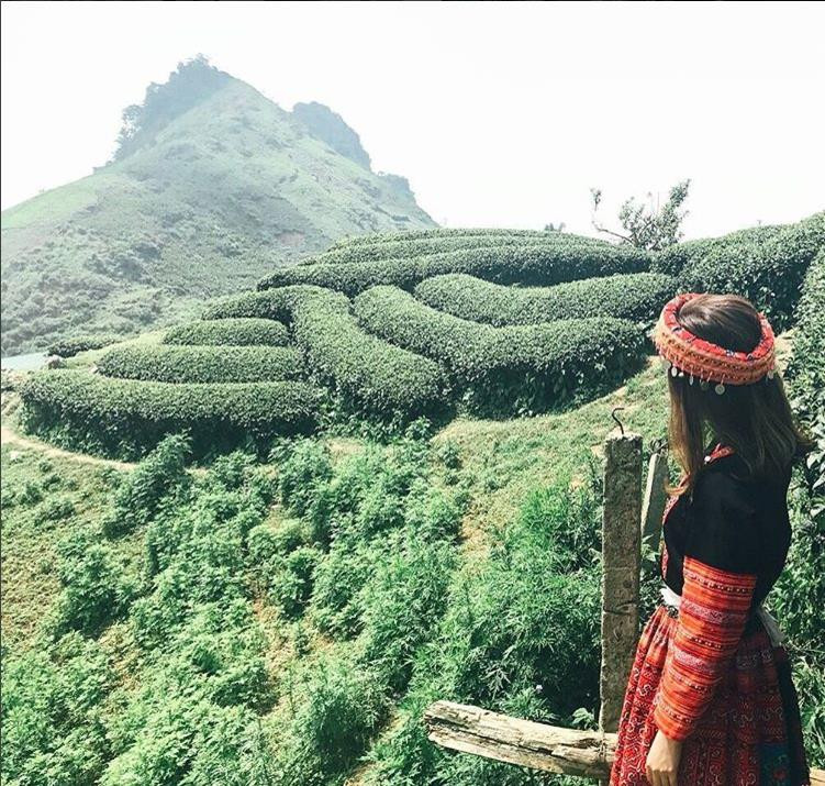 Tháng 9 này, đừng quên check in đồi chè Mộc Châu xanh mướt mát