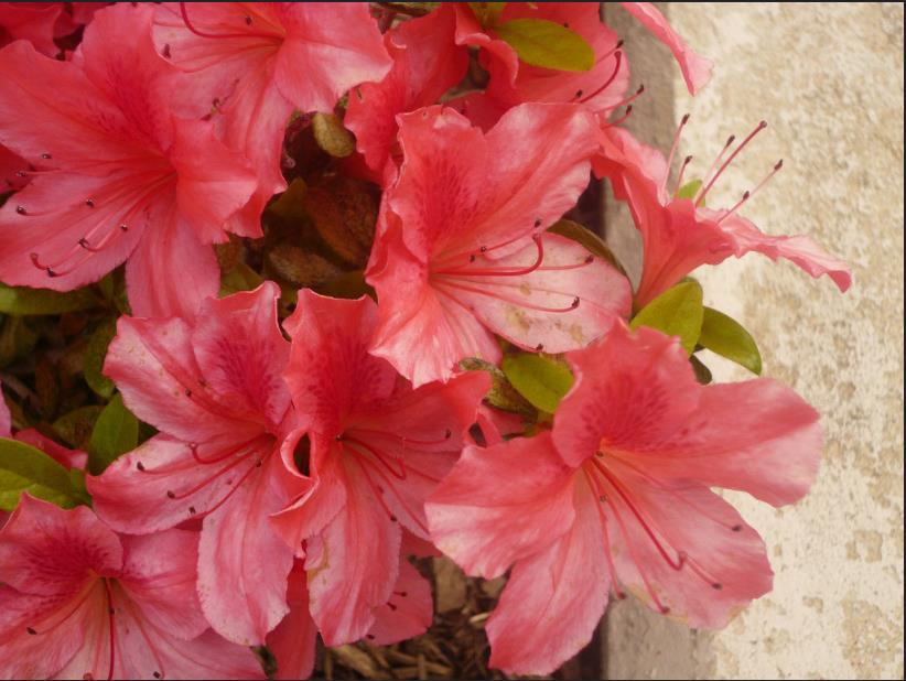 Điểm danh các loại hoa cực độc dù thích đến mấy cũng không được trồng trong nhà