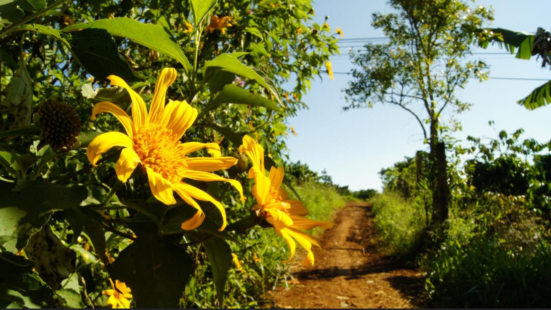 3 điểm săn hoa dã quỳ tuyệt đẹp không thể bỏ qua vào mùa thu này