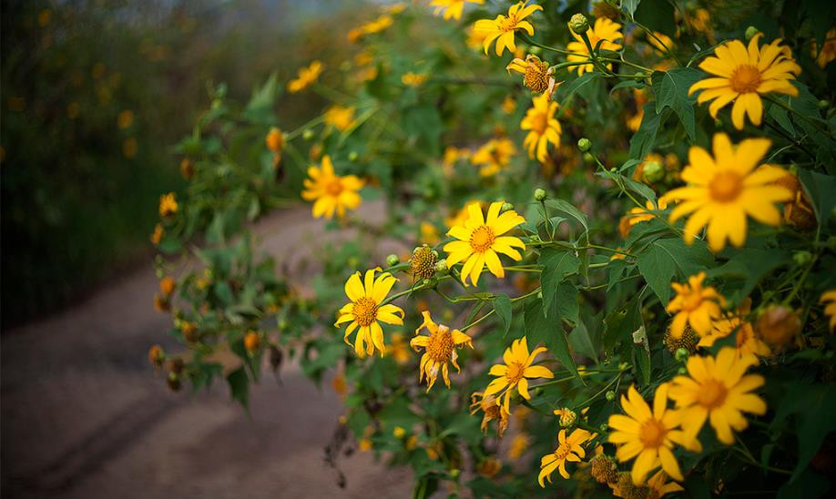 3 điểm săn hoa dã quỳ tuyệt đẹp không thể bỏ qua vào mùa thu này