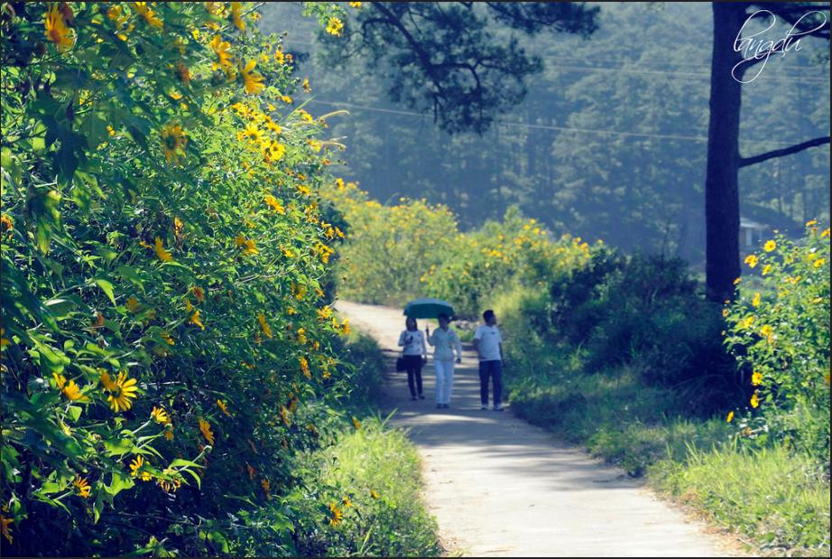 3 điểm săn hoa dã quỳ tuyệt đẹp không thể bỏ qua vào mùa thu này