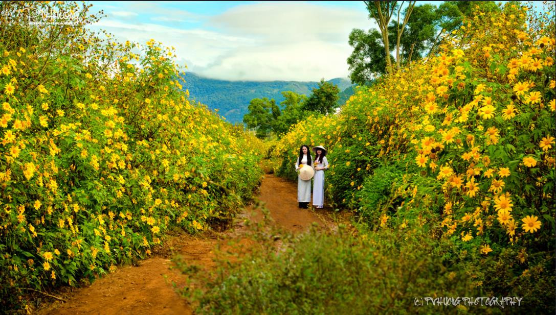 3 điểm săn hoa dã quỳ tuyệt đẹp không thể bỏ qua vào mùa thu này