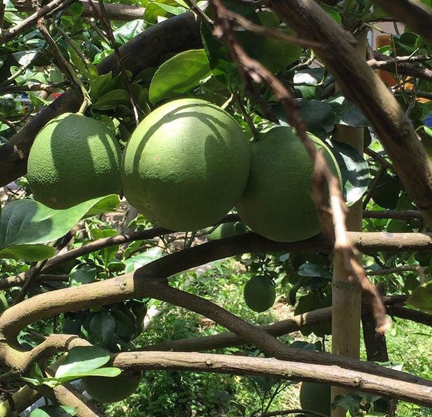 Thu sang, hãy thử trải nghiệm về với miền Tây đón mùa nước nổi