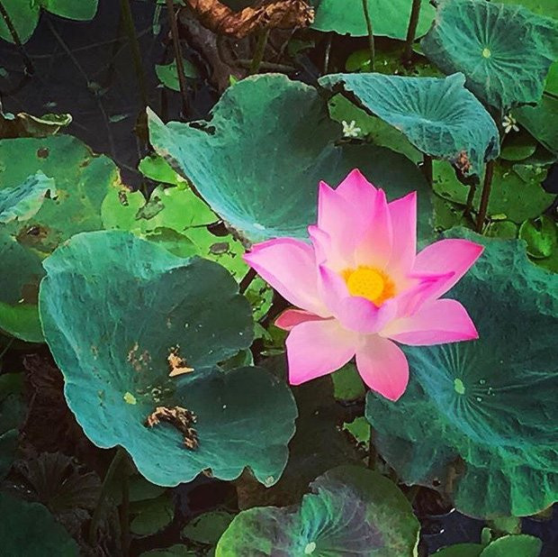 Thu sang, hãy thử trải nghiệm về với miền Tây đón mùa nước nổi