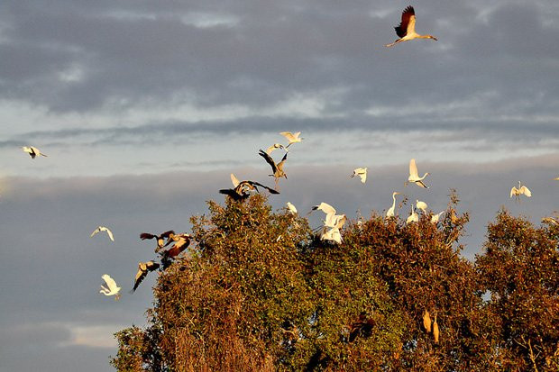Thu sang, hãy thử trải nghiệm về với miền Tây đón mùa nước nổi