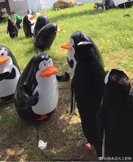 Đến công viên ngắm chim cánh cụt, các em nhỏ tá hỏa vì cái mà người ta trưng bày