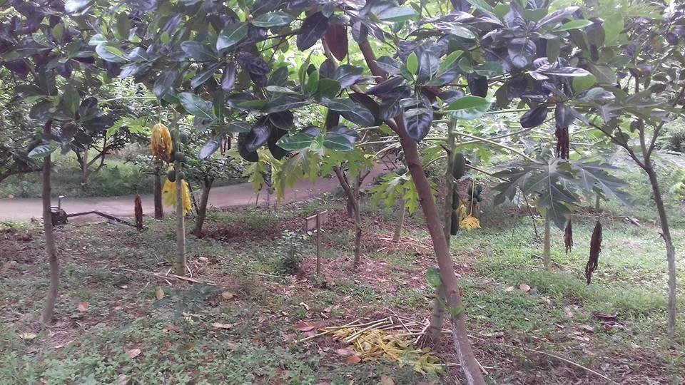 Khám phá khu sinh thái chỉ cách Hà Nội 30km giúp con trẻ trải nghiệm sinh tồn cực thú vị