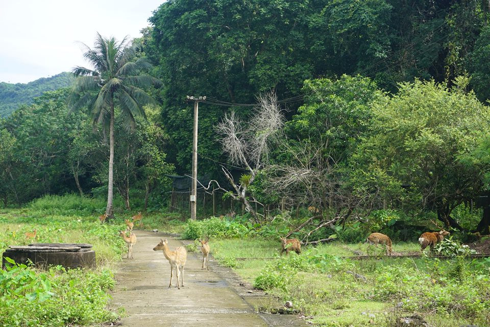 Cuối tuần đi khám phá Vườn quốc gia Cát Bà tuyệt đẹp trải nghiệm với thiên nhiên