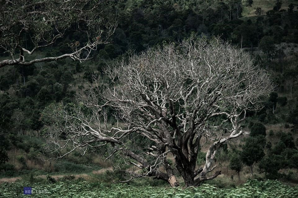 Dã quỳ bừng sắc những ngày đầu thu, núi lửa Chư Đăng Ya, Gia Lai hóa 'nàng thơ'