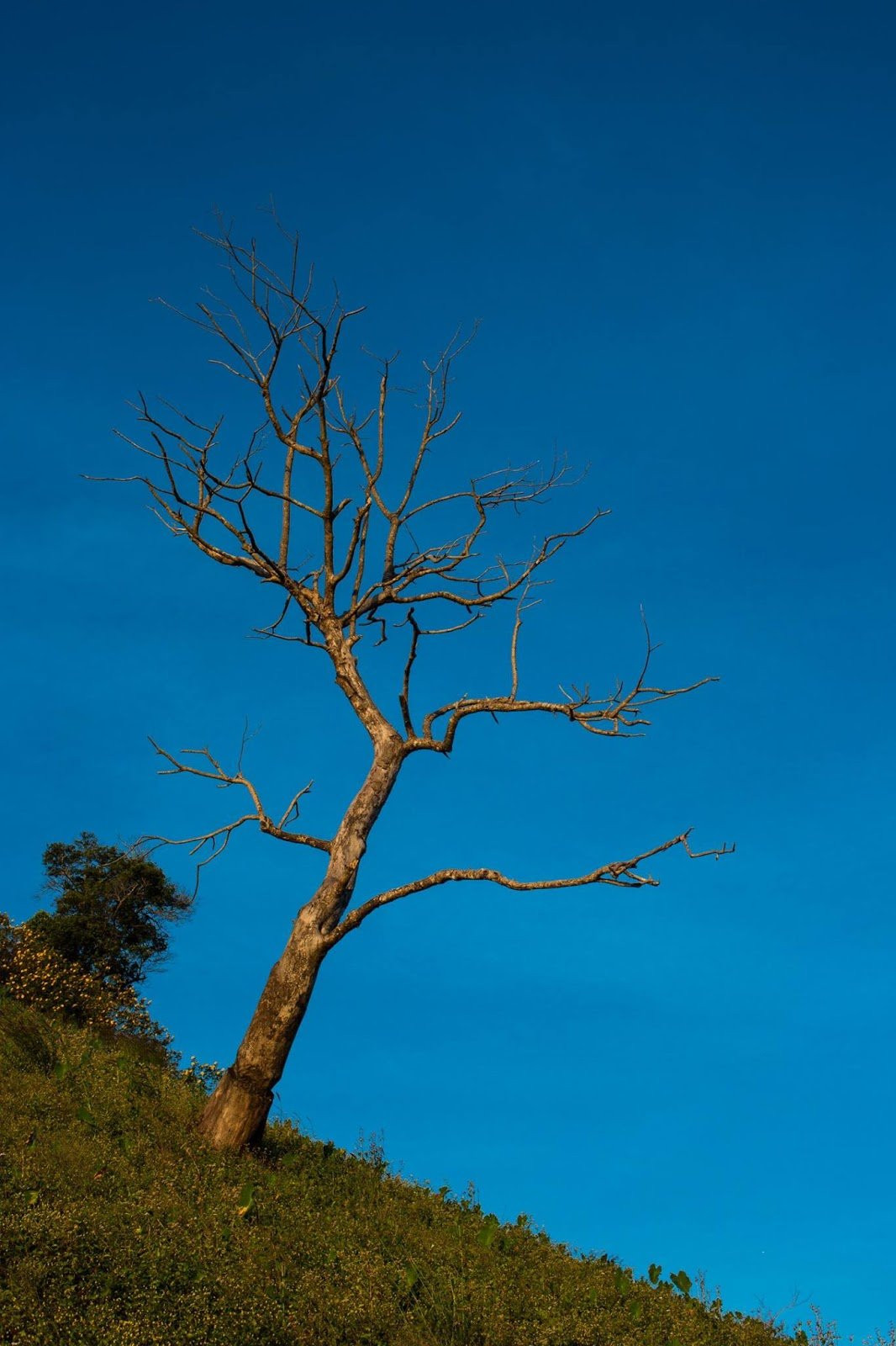 Dã quỳ bừng sắc những ngày đầu thu, núi lửa Chư Đăng Ya, Gia Lai hóa 'nàng thơ'