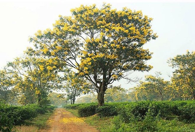 Dã quỳ bừng sắc những ngày đầu thu, núi lửa Chư Đăng Ya, Gia Lai hóa 'nàng thơ'