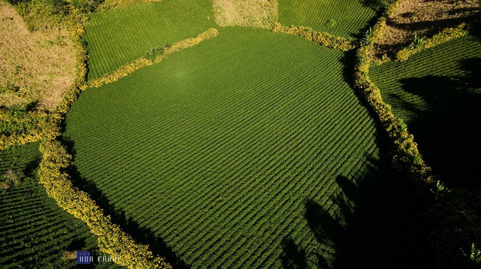 Dã quỳ bừng sắc những ngày đầu thu, núi lửa Chư Đăng Ya, Gia Lai hóa 'nàng thơ'