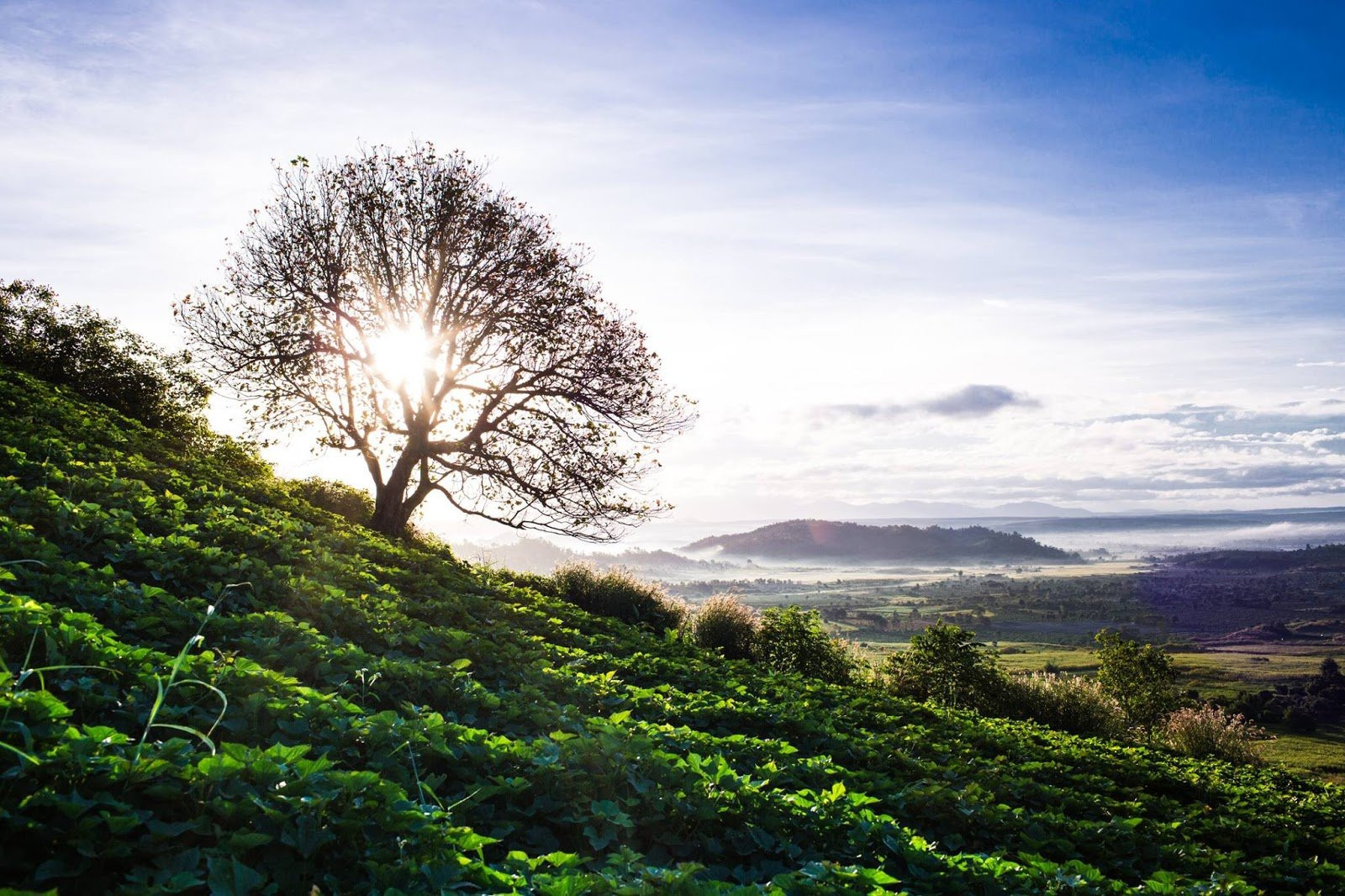 Dã quỳ bừng sắc những ngày đầu thu, núi lửa Chư Đăng Ya, Gia Lai hóa 'nàng thơ'