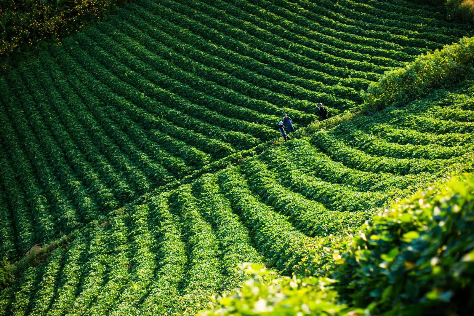 Dã quỳ bừng sắc những ngày đầu thu, núi lửa Chư Đăng Ya, Gia Lai hóa 'nàng thơ'