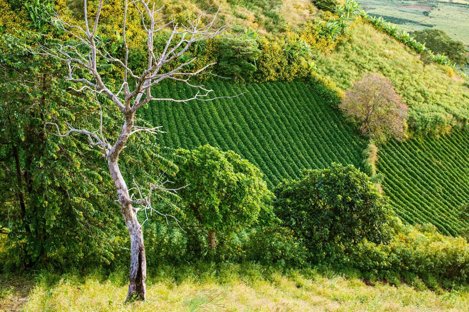 Dã quỳ bừng sắc những ngày đầu thu, núi lửa Chư Đăng Ya, Gia Lai hóa 'nàng thơ'