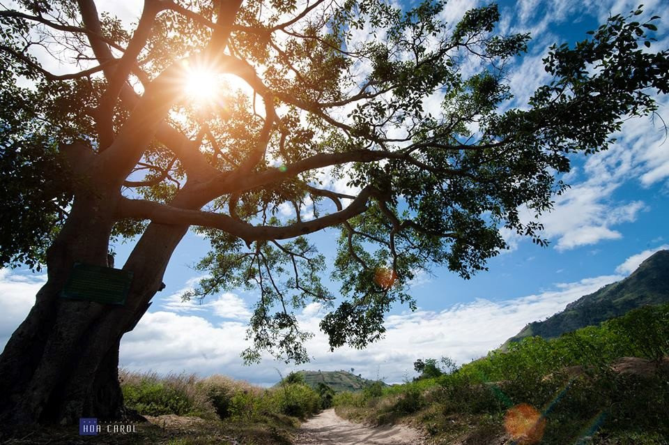 Dã quỳ bừng sắc những ngày đầu thu, núi lửa Chư Đăng Ya, Gia Lai hóa 'nàng thơ'