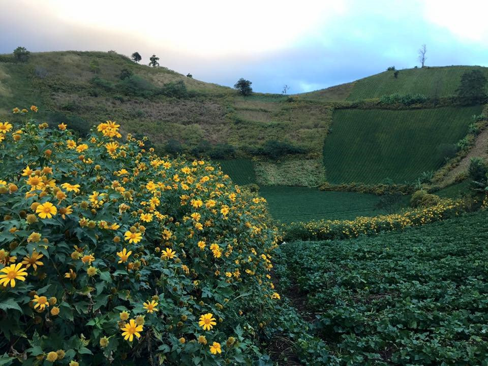 Dã quỳ bừng sắc những ngày đầu thu, núi lửa Chư Đăng Ya, Gia Lai hóa 'nàng thơ'