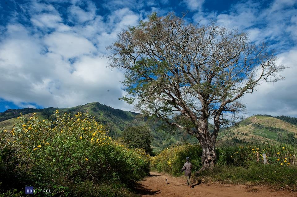 Dã quỳ bừng sắc những ngày đầu thu, núi lửa Chư Đăng Ya, Gia Lai hóa 'nàng thơ'