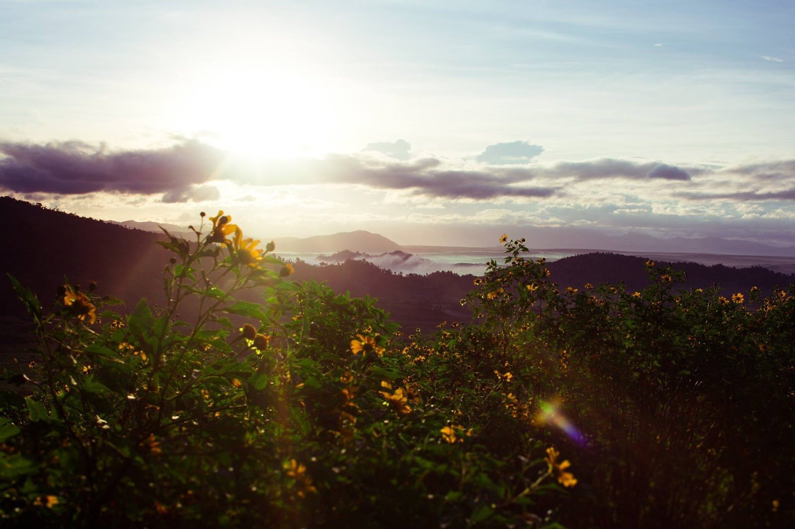 Dã quỳ bừng sắc những ngày đầu thu, núi lửa Chư Đăng Ya, Gia Lai hóa 'nàng thơ'