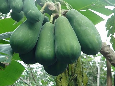 Trị thâm nách sau sinh hiệu quả bất ngờ nhờ đu đủ xanh và muối trắng