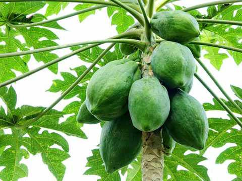xunripe-papaya-15-1465989607.jpg.pagespeed.ic.Mo_JtQj-qW