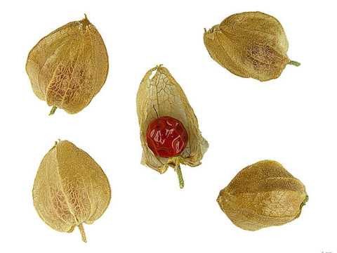 xashwagandha-18-146883195