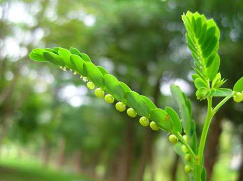 cong-dung-cua-diep-ha-chau