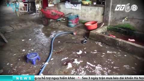 tham-nhap-lo-giet-mo-heo-banduong day mua ban heo chet dong nai