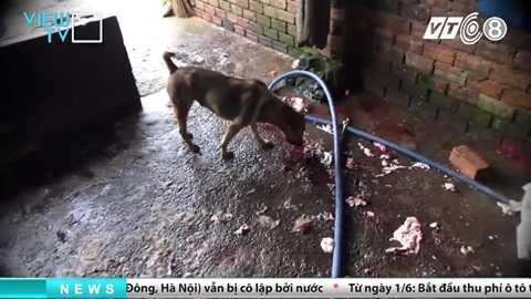 tham-nhap-lo-giet-mo-heo-banduong day mua ban heo chet dong nai_2