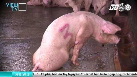 tham-nhap-lo-giet-mo-heo-banduong day mua ban heo chet dong nai_3