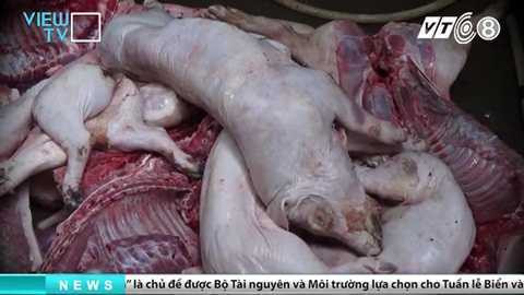 tham-nhap-lo-giet-mo-heo-banduong day mua ban heo chet dong nai_4