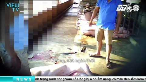 tham-nhap-lo-giet-mo-heo-banduong day mua ban heo chet dong nai_6