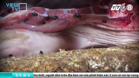 tham-nhap-lo-giet-mo-heo-banduong day mua ban heo chet dong nai_7