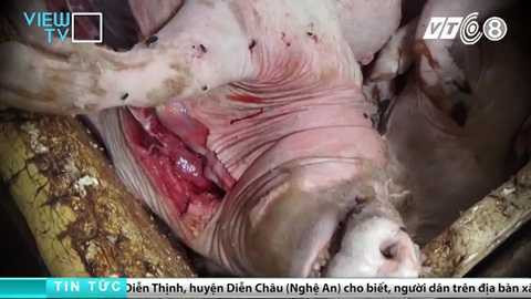 tham-nhap-lo-giet-mo-heo-banduong day mua ban heo chet dong nai_8