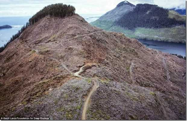 tan-pha-thien-nhien-9