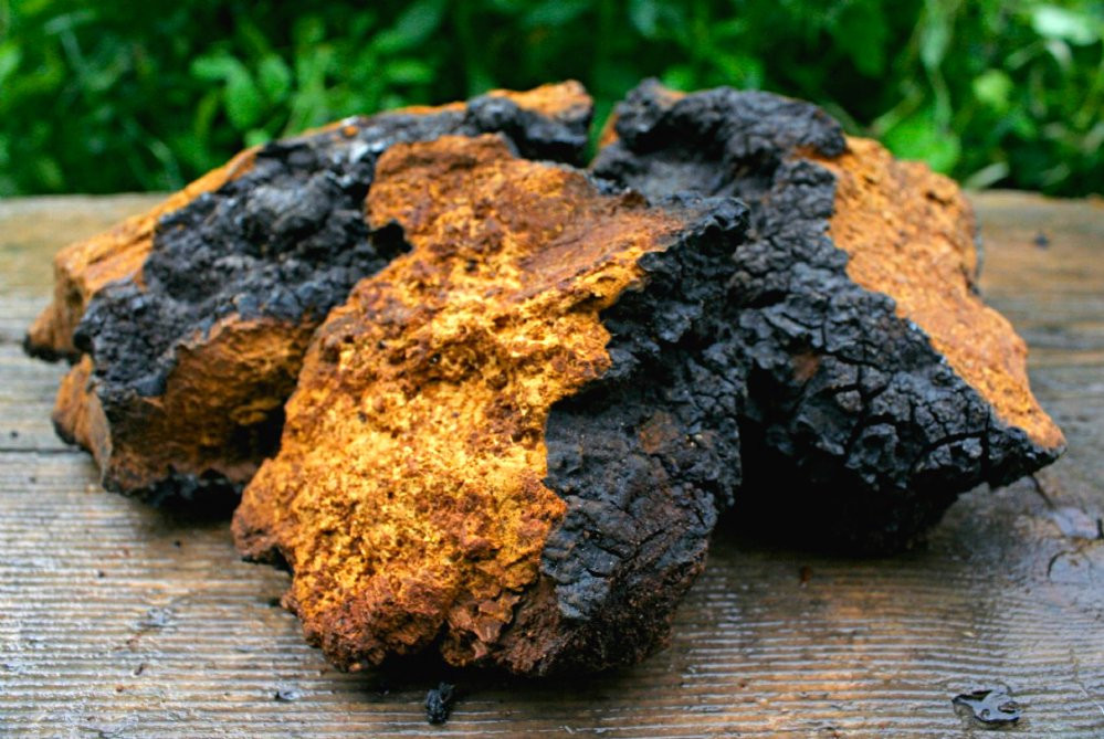 nam chaga 1
