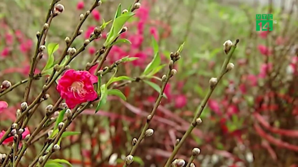 meo giu dao quat tuoi lau_2