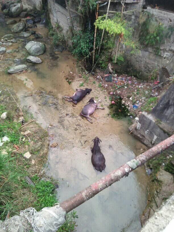 tai-nan-ha-giang 2 4