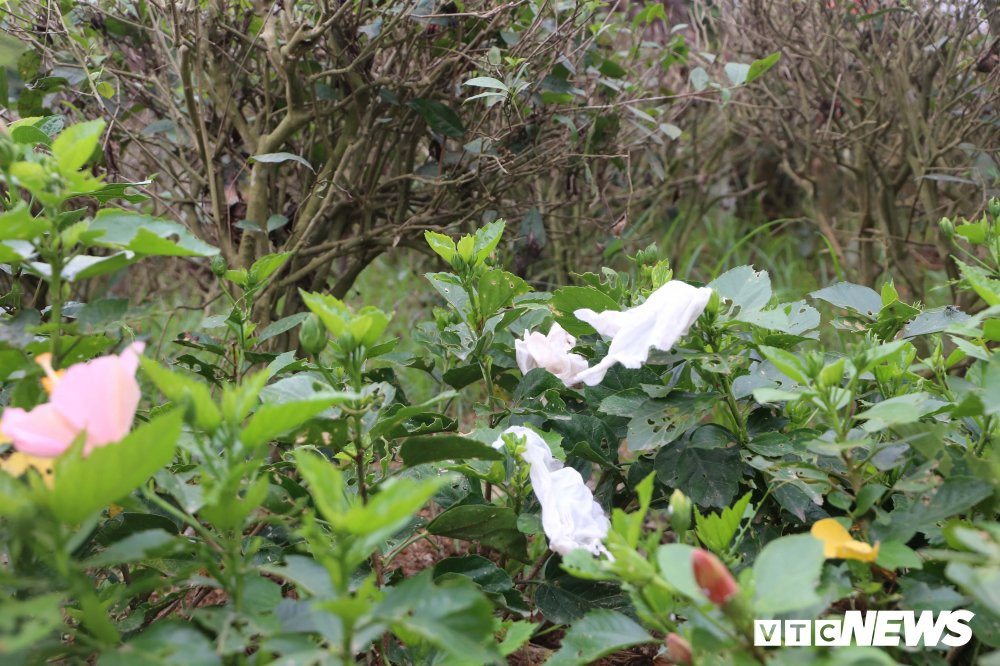 le-hoi-den-hung 16 9