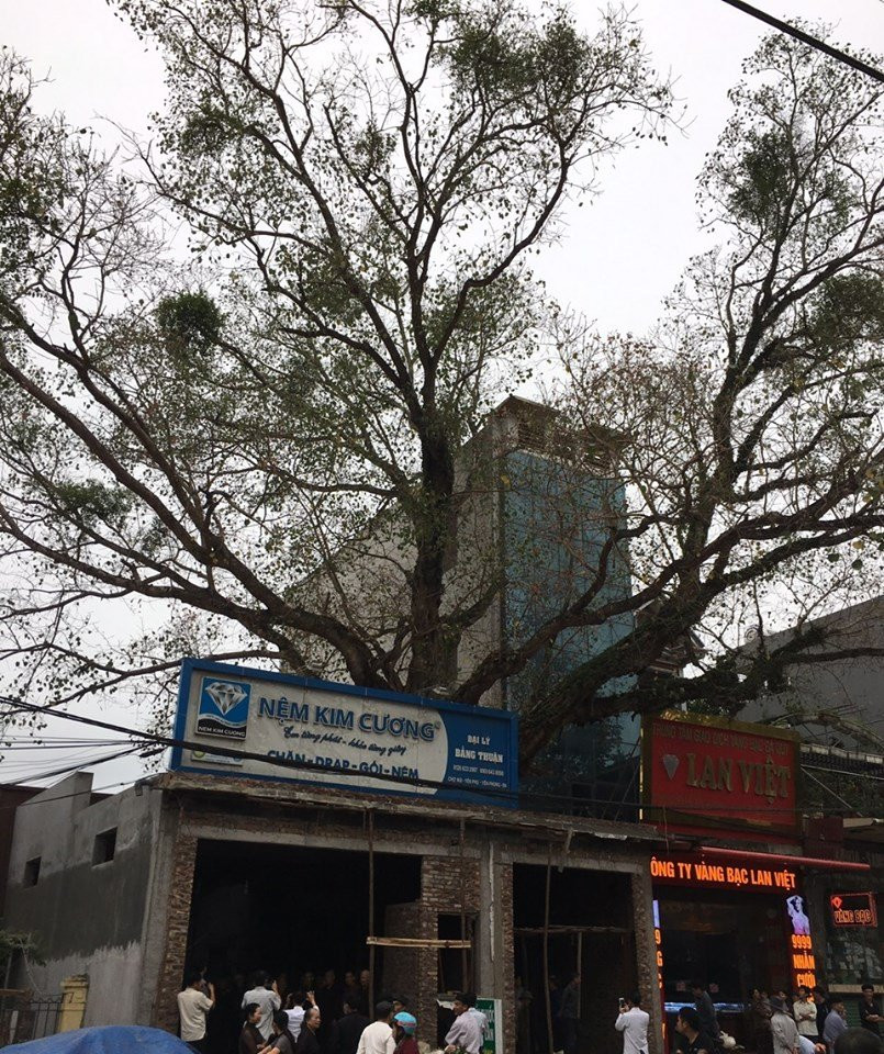 cay-de-co-thu-bac-ninh-2-1551433